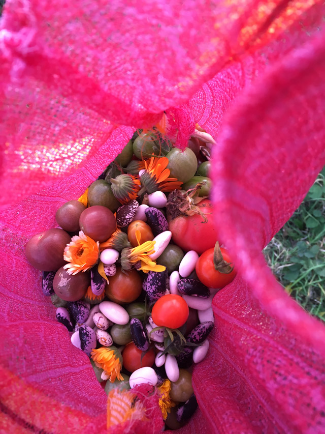 harvest, 2020